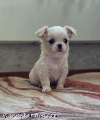 myydään chihuahua www.koiratori.com-ilmoitus Chihuahua-naaraspentu. Kermanvärinen, hyvä pigmentti, pitkä turkki. Tämä iloinen ja aktiivinen pentu voi elää myös muiden eläinten kanssa. Muuttaessaan uuteen kotiinsa pennulla on mikrosiru, ikätasoiset rokotukset ja eurooppalainen eläinlääkärinpassi. Maksullinen toimitus helsinkiin on mahdollinen. Lisää kuvia ja videoita yksityisviestillä tai whatsappissa. Puhelin: +37258587448