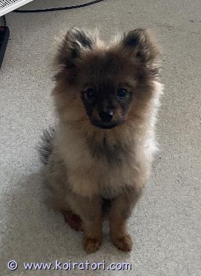 myydään kleinspitz www.koiratori.com-ilmoitus Kiltti ja helposti oppiva vajaa 5kk ikäinen kleinspitz poika etsii hyvää yhteistyökykyistä kotia. Myyjälle jää jalostusoikeus kolmeen pentueeseen. Koira on rekisteröity, sirutettu ja rokotettu. Suomessa syntynyt ja suomalaiselta kasvattajalta ostettu. Poika on tottunut toisiin pieniin koiriin ja teini-ikäisiin lapsiin. Kerrothan yhteydenotossasi kattavasti millaiseen kotiin koiraa kyselet ja koirakokemuksestasi.