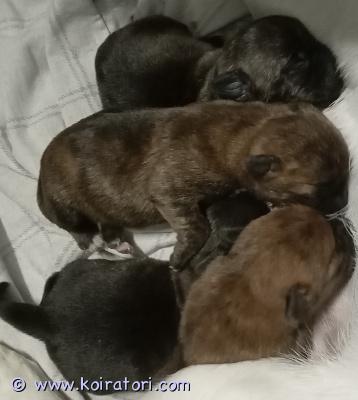 myydään terrierimix www.koiratori.com-ilmoitus Jackrussel/cairnterrieri mixit tulevat luovutukseen 4.5 alkaen. Pennut kasvavat lapsiperheessä helsingissä tottuen muihin koiriin ja ihmisiin sekä arjen normaaleihin ääniin. Pennut lähtevät uuteen kotiin sirutettuina, useasti madotettuina, eläinlääkärin tarkastamina ja pienen pentupaketin kera. pentuja pääsee katsomaan huhtikuussa sovitusti. Pennuista otetaan varausmaksu jota ei palauteta jos ostaja peruu. 