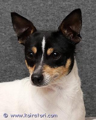 myydään toyfox www.koiratori.com-ilmoitus Aikuinen pieni tyttökoira etsii hyvää kotia.Paperit on, terveystarkastettu, sirutettu, rekisteröity, kiva luonne mutta omistaja joutuu luopumaan muista syistä.Ei terveys- tai luonneongelmia.kohta 2-vuotias. Vanhemmat tavattavissa.Ystävällinen, ei hauku, mahtaav kotikoira ja lenkkikaveri, käyttäytyy hyvin, oppivainen, ei rähise, ei arka, osaa olla yksin ja seurassa, tykkää ihmisisistä ja seurasta. Lyhyt, helppo turkki. Paino noin 4 kg, säkäkorkeus 28 cm.Terve ja kaunis tyttö. Kaikki kunnossa.Ota heti yhteyttä ja kysy tarkemmin.Lisätietoja mailitse.Kysy lisää ja tule tutustumaan ennen kun mietit varaamista.