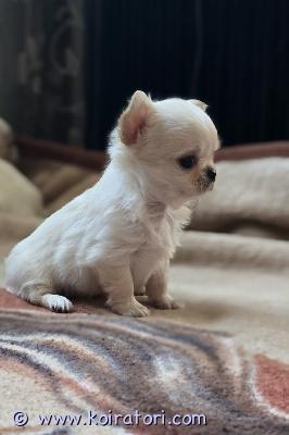 myydään chihuahua www.koiratori.com-ilmoitus Chihuahuan pentu, poika, minikoko, kermanvärinen, pitkät hiukset. Siirtyy uuteen kotiin mikrosirun, rokotusten ja eurooppalaisen eläinlääkäripassin kanssa. Lisätietoa, kuvia ja videoita yksityisviestillä tai whatsappilla. Maksullinen toimitus helsinkiin. Puhelin:+37258587448