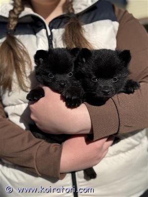myydään schipperke www.koiratori.com-ilmoitus Meillä on schipperke-pentuja pennut kasvavat kotioloissa osana arkeamme, saaden runsaasti huolenpitoa, sosiaalistamista ja rodunomaisia virikkeitä. Tavoitteenamme on kasvattaa terveitä, hyväluonteisia ja rodunomaisia schipperkejä.pennut luovutetaan eläinlääkärin tarkastamina, asianmukaisesti madotettuina ja rekisteröityinä. Uudet kodit valitaan huolella, ja toivomme sitoutuneita ja rakastavia omistajia.schipperke on iloinen, valpas ja älykäs rotu, joka sopii aktiiviseen kotiin ja nauttii yhdessä tekemisestä. Kaikki pennut ovat säännöllisesti madotettuja, mikrosiruttuja, eläinlääkärin tarkastettuja ja suomen kennelliiton rekisteröityä.lisätietoja pennuista, vanhemmista sekä varauskäytännöistä saat ottamalla yhteyttä:???? saminoreskennel@gmail.comolet lämpimästi tervetullut tiedustelemaan lisää!