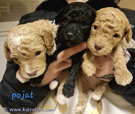 myydään kiharakarvainen www.koiratori.com-ilmoitus Meille on syntynyt 7.2.2026 upea kiharakarvainen kääpiö-/keskikokoinen pentue. pentueessa on 10 pentua ja etsimme heille nyt vastuuntuntoisia ja rakastavia koteja. Rotu on älykäs, iloinen ja helppo kouluttaa. Tästä rodusta ei lähde karvaa perinteiseen tapaan ja siksi sitä pidetään allergia ystävällisenä rotuna. Turkki kumminkin vaatii säännöllistä hoitamista ja trimmausta. syntyneet: 7.2.2026 Suomessamolemmat vanhemmat ovat terveitä kotikoiria. Emä nähtävissä.  madotettu: useasti, suositusten mukaan. eläinlääkärin tarkastamat: 24.3.20206, todistus luovutetaan mukaan. eläinlääkärin siruttamat: 24.3.2026 ostaja velvollisuus on huolehtia pennun rokotuksesta 12 viikon ikäisenä. pennut luovutetaan vähintään 8 viikon ikäisenä, 4.4.2026 alkaen. hinta: 1800 €  200 € varausmaksu, joka hyvitetään loppusummasta. (kauppojen peruuntuessa varausmaksua ei palauteta) ei osamaksu mahdollisuutta. yhteydenotot ja varaustilanteen tiedustelut: tassuposti@outlook.com 