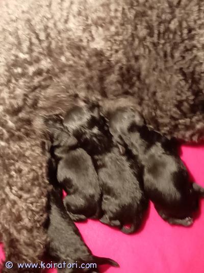 myydään kääpiövillakoira www.koiratori.com-ilmoitus Nyt olisi varattavissa suomessa syntyneet villis pennut 3 urosta pentujenluovutus aikaisintaan 23.5.26pennut madotetaan säännöllisesti sekä sirutetaan ja el.tarkastetaan ennen luovutusta joista sitten todistus mukaan pennut tulee kasvamaan normaalisti lapsi perheen arjen keskellä jos kiinnostuit ota yhteyttä puhelimitse 