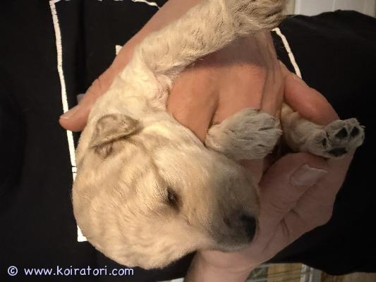 myydään labradoodle www.koiratori.com-ilmoitus Varattavissa 16.3.26 syntyneet tyttö ja poika labradoodle pennut luovutetaan 4.5.26 alkaen eläinlääkärin tarkastamina. , useasti madotettuina sekä sirutettuna mukaan pennut saavat pentupaketit mitkä sisältää mm tuttua ruokaa.kerrothan millaiseen kotiin pentua kyselet !!