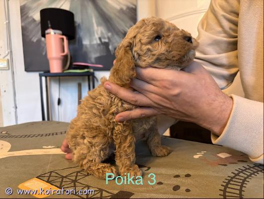 myydään toyvillakoira www.koiratori.com-ilmoitus Suloiset pienet karvapallerot etsivät rakastavia koteja ????meille on syntynyt neljä valloittavaa pikkuista – kolme iloista poikaa ja yksi suloinen tyttö. Nämä pienet hurmurit edustavat toy-tyyppiä, joten niistä kasvaa pieniä ja helppohoitoisia seuralaisia, jotka sopivat mainiosti niin lapsiperheisiin kuin muillekin sydämelliseen seuraan.pennut ovat kasvaneet keskellä lapsiperheen arkea, joten ne ovat tottuneet ääniin, leikkiin ja vilkkaaseen menoon. Ne ovat uteliaita, reippaita ja rakastavat jo nyt ihmisten seuraa ????vanhemmat ovat terveitä ja hyväluonteisia:	•	emo kauniin punainen	•	isä vaalea aprikoosi ja rekisteröity kennelliittoonpennut ovat:	•	eläinlääkärin tarkastamia (täysin puhtaat paperit)	•	sirutettuja	•	saaneet paljon huolenpitoa ja rakkauttaluovutus aikaisintaan 6.4., jolloin pienokaiset ovat valmiita muuttamaan omiin rakastaviin koteihinsa.pennut sijaitsevat imatralla, ja niihin saa ehdottomasti tulla tutustumaan etukäteen ????haluamme löytää jokaiselle pennulle hyvän ja pysyvän kodin, joten kerrothan meille viestissäsi millaiseen perheeseen pentu olisi tulossa ????varausmaksu 200 €, joka vähennetään lopullisesta hinnasta haettaessa.