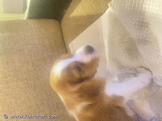 myydään walesinspringerspanieli www.koiratori.com-ilmoitus Terveet eläinlääkärin tarkastamat  ja sirutetut walesinsprigerspanieli suloiset  pennut,syntyneet 10.2.2026 3poikaa ja  1tyttö. Luovutus 7vk 2.4 tai 8vk 7.4,myöhemmin myös käy.varauksia otetaan vastaan ja katsomassa voi käydä miten sovitaan.soittele tai laita viestiä.-varausmaksu 200€ joka vähennetään noudettaessa.