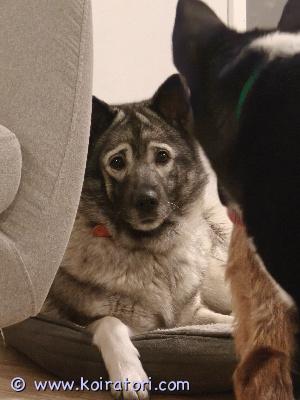 myydään harmaanorjanhirvikoira www.koiratori.com-ilmoitus Myydään 3,5 vuotias harmaa norjanhirvikoira narttu. Rokotukset kunnossa ja matokuuri syötetty nyt maaliskuussa.Haukkuu hirviä. On tottunut lapsiin ja toisiin koiriin. Erittäin hyvä pitokoira ei ole ongelma koira. Tottunut olemaan sekä sisällä että tarhassa. Koira sopii myös aktiivisesti liikuntaa harrastavalle lenkki kaveriksi.