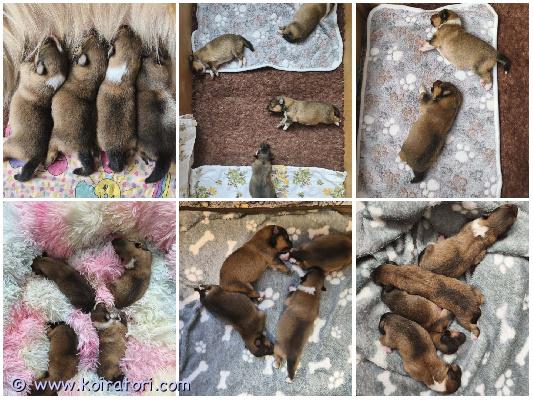 MYYDääN sheltie www.koiratori.com-ilmoitus The kennel opens reservations for sable colored sheltie puppies. All females. Three are available.born 16.03.2026.they will be ready to go to their new families in mid-may.each puppy will have ekl/fci pedigree, european passport, microchip, age-appropriate vaccinations, and sales contract.the parents are show dogs and have been health tested.i have whatsapp and viber.kennel ottaa vastaan ??varauksia soopelin värisille sheltie pennuille. Kaikki pennut ovat narttuja. Kolme pentua on vapaana.syntyneet 16.03.2026.ne ovat valmiita muuttamaan uusiin koteihinsa toukokuun puolivälissä.jokaisella pennulla on ekl/fci-sukupuu, eurooppalainen passi, mikrosiru, ikätasoiset rokotukset ja kauppakirja.vanhemmat ovat näyttelykoiria ja heille on tehty terveystarkastuksia.minulla on whatsapp ja viber.