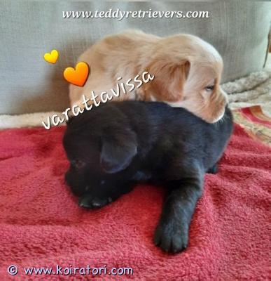 myydään teddypennut www.koiratori.com-ilmoitus Nyt varattavissa vielä muutama nalle hyviin koteihin perheenjäseniksi. 7.4. luovutusikäiset suomalaiset ihanat noutajasekoitukset etsivät omia kotejaan. Aikuisena noutajan koko ja luonne. Ei trimmausta. Katso ihmeessä lisää : www.teddyretrievers.com 