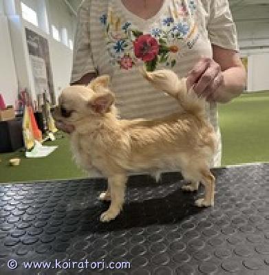 MYYDääN chihuahua www.koiratori.com-ilmoitus Tyttö, pieni, ei näyttelyihin sopiva . Syntynyt 15.08.2025 , paino tänään 1kg 420gr.onko sukutaulu, siru, eurooppapassi ja rokotukset.terve, iloinen, kiltti tyttö.valmiina muuttamaan uuteen kotiin .lisätietoja : kitanakitana1234@bk.ru