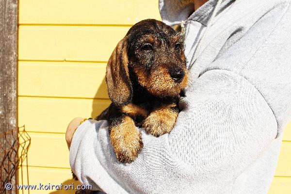 myydään karkeakarvainenkääpiömäykky www.koiratori.com-ilmoitus Karkeakarvainen kääpiö mäykky, poika, synt.27.01.26, rokotteet, eu passi ja export-sukutaulu, etsii huolehtivaa ja rakastavaa kotia. Meidan kotisivuilta www.taksik.com,puh.003725538914 ( engl. ).hinta: