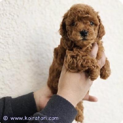 myydään kääpiövillakoira www.koiratori.com-ilmoitus Etsitkö rakastava, älykästä hypoallergeenistä kumppania? meidän kääpiövillakoiran narttu ja urospentu sopivat täydellisesti.rakkaudella ja huolella kasvatetut , he ovat leikkisiä, hellyttäviä ja valmiitta oma koteihin. Pennut ovat moneasti madotettu, eläinlääkärin tarkastama, sirut, eu passit, annettu ensimmäinen rokotus .vet tarkastettueu passihieno punainen värinen turkkihyvin sosiaalistettupentupakkaus kerä