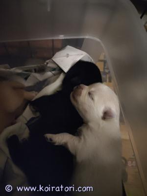 myydään kleinspitz www.koiratori.com-ilmoitus Aktiivista ja rotuun perehtynyttä kotia etsii vaalea narttu pentu. Synt. 13. 3.2026 eli aikaisin luovutus ajankohta vappuna. Luovutetaan ell tarkastamaan, sirutettuna ja rekisteröitynä suomen kennelliittoon sekä ruoka viraston viranomaisrekisteriin. Pentu saa mukaansa kattavan pentu paketin ja kasvattajan tuen. 