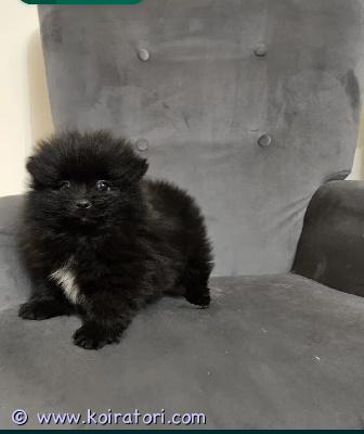 myydään pomerian www.koiratori.com-ilmoitus Myydään suloinen pomeranian urospentu 11 viikon ikäinen, reipas ja energinen poika etsii rakastavaa kotia. Pentu on sirutettu, rokotettu ja eläinlääkärin tarkastama.rölli on iloinen ja leikkisä kaveri, jolta ei vauhtia puutu sopii aktiiviseen ja huolehtivaan perheeseen.