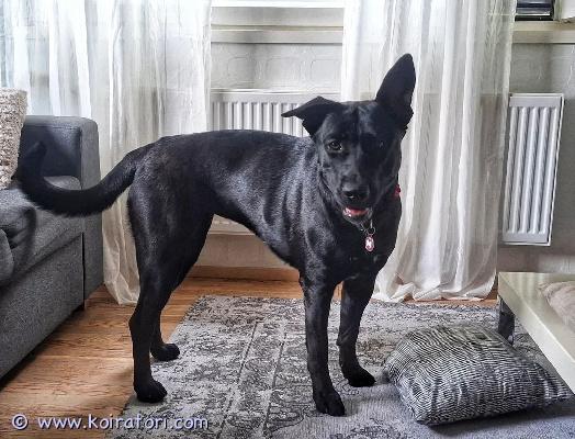 myydään sekarotuinen www.koiratori.com-ilmoitus Myydään hyvään ja osaavaan kotiin koira elämäntilanteen muutoksen vuoksi.Nox on 12.4.2024 syntynyt leikattu narttu. Sekarotuinen, isä amerikanbulldoggi ja emässä saksanpaimenkoiraa, huskya sekä malamuuttia.Luonteeltaan Nox on energinen, innokas ja ihmisläheinen. Se on hellyydenkipeä ja kiintyy omistajaansa vahvasti. Uusia ihmisiä kohtaan se on aluksi hieman varautunut, mutta tutustumisen jälkeen hyvin huomionhakuinen ja kiltti. Muihin koiriin suhtautuu kiinnostuneesti, ei aggressiivinen. Vahtii omaa reviiriään haukkumalla.Etsitään ehdottomasti omakotitaloa. Nox kärsii eroahdistuksesta, joten uudelta kodilta vaaditaan kokemusta ja ymmärrystä eroahdistuksesta sekä valmiutta jatkaa sen kuntouttamista.Ainoastaan vakavasti harkitseville. 