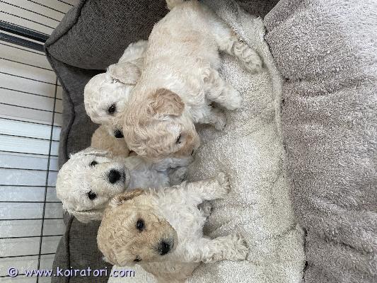 myydään kääpiövillakoira www.koiratori.com-ilmoitus Otamme varauksia kääpiövillakoiran pennuista!pentujen äiti on maailman kiltein koira! ei ole haukkuherkkä! toivomme näkevämme pennun tulevan perheen ennen luovutusta! pentujen äiti ja isä ovat kotikoiria, itse emme harrasta näyttelyitä! toivomme myös että teillä on jtkn kokemusta villakoirista, turkki vaatii hoitoa!