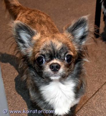 myydään chihuahua www.koiratori.com-ilmoitus For sale young longhair chihuahua  female  with a rare color blue brindle, born july 4, 2025. Teeth 6x6 , scissor bite. From show parents with knees 0/0. Ekl/fci pedigree/export pedigree.more photo and video in privit messenger.phone +37258145406