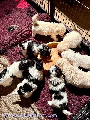 myydään minidoodle-sekoitus www.koiratori.com-ilmoitus Havapoo / morkie -sekoituspennut – allergiaystävällisiä ja perheystävällisiämeillä on ihana pentue, jossa on 8 suloista pentua, joista 5 on tällä hetkellä vapaana uusiin rakastaviin koteihin.pennut ovat sosiaalisia, lempeitä ja täynnä persoonallisuutta. Ne kasvavat kotiympäristössä, jossa ne saavat paljon huomiota, hoivaa ja päivittäistä vuorovaikutusta, mikä auttaa niitä kehittymään tasapainoisiksi ja itsevarmoiksi koiriksi.vanhemmistapennut ovat pienten seurakoirarotujen sekoitus, joka tunnetaan ystävällisestä luonteesta, älykkyydestä ja sopivuudesta perhe-elämään. Ne nauttivat sekä leikistä että rauhallisista hetkistä ja sopeutuvat hyvin erilaisiin elämäntilanteisiin.sekoitus sisältää:maltankoirayorkshirenterrieribichon havanaisvillakoiratätä yhdistelmää pidetään vähäkarvaisena ja allergiaystävällisenä, mutta sitä ei voida täysin taata jokaiselle yksilölle.turkki ja hoitopennuille odotetaan kehittyvän pehmeä, laineikas ja pörröinen turkki. Säännöllinen harjaus on suositeltavaa turkin hyvässä kunnossa pitämiseksi. Kevyt trimmaus muutaman kerran vuodessa helpottaa hoitoa.syntymä ja luovutussyntymäaika: 13. Helmikuutaluovutusikä: 10. Huhtikuuta (8 viikon ikäisinä)kasvu ja sosiaalistaminenpennut:kasvavat sisällä kotiympäristössätottuvat arjen ääniin ja tilanteisiinsaavat päivittäistä käsittelyä ja huomiotaopettelevat perusrutiinejaniitä totutetaan myös hoitotoimenpiteisiin, mikä helpottaa siirtymistä uuteen kotiin.vierailutvierailut ovat mahdollisia viikonloppuisin, jolloin pääset tutustumaan pentuihin rauhassa.mukaan tuleejokainen pentu saa mukaansa:eläinlääkärin terveystarkastuksenensimmäisen rokotuksenmikrosirunmadotuksetperusaloituspaketin uuteen kotiinjos etsit rakastavaa, ystävällistä ja vähäkarvaista perheenjäsentä, yksi näistä pennuista voi olla juuri sinulle sopiva.