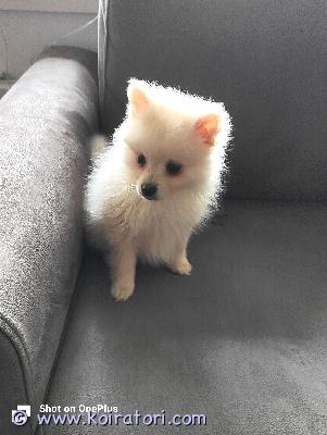 myydään pomerian www.koiratori.com-ilmoitus Pomeranian tyttö “lady” etsii rakastavaa kotia11 viikon ikäinen suloinen pomeranian tyttö, lady, etsii omaa loppuelämän kotia  rokotukset kunnossa terve ja hyvin hoidettu reipas ja ihmisrakas pieni prinsessalady toivoo kotia, jossa on aikaa, huolenpitoa ja rakkautta  tämä pieni neiti ansaitsee parasta  ota yhteyttä ja kerro millainen koti sinulla olisi tarjota ladylle