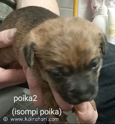 myydään terrierit www.koiratori.com-ilmoitus Cairnterrieri ja jackrussel mixit tulevat luovutukseen 4.5 alkaen. Kasvavat lapsiperheessä helsingissä, tottuen muihin koiriin ja ihmisiin sekä arjen normaaleihin ääniin. Pentuja on molempia sukupuolia. Pennut lähtevät uuteen kotiin sirutettuina, useasti madotettuina, eläinlääkärin tarkastamina ja pentupaketin kera. Pentujen arvioitu korkeus aikuisena on 30 cm. Muistuttavat enemmän cairnterrieriä. Varausmaksu otetaan ja se hyvitetään ostohinnasta. Varausmaksua ei palauteta jos ostaja peruuttaa kaupat.pentuja ja emoa pääsee tapaamaan sovitusti 6.4 alkaen. 