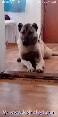 myydään kangali www.koiratori.com-ilmoitus Moikka! surullisin mielin joudun luopumaan meidän nalasta muuton vuoksi kerrostaloon. Nalan paikka ei pitäis olla kerrostalossa vain omakoti talo missä hänellä on omaa vapaata tilaa!nala on 3-vuotias shivas kangal narttu, tottunut lapsiin sekä muihin koiriin. Luonneltaan tosi sosiaalinen, eläinlääkärissä kun käy ei tarvitse rauhoitusta tai kuonokoppaa.eniten hän kyllä hakee silityksiä vaikka tämä ei ole rodun tyypistä.nala on tuotu turkista pentuna ja mukaiset rokotukset tehty sekä säännöllinen madotus. Hänellä on passi. Hän on puhdas rotuinen mutta ei olla rekisteröity kennelliittoon. tämä rotu tarvitsee kokeneen kodin enkä luovuta eteenpäin jos ei ole tämän tyyppisen rodusta kokemusta!