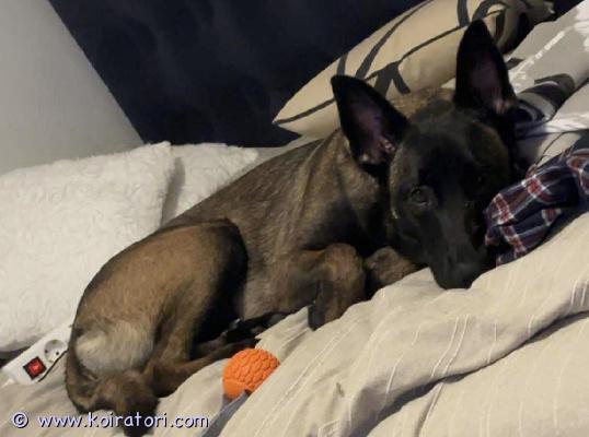 myydään malikka www.koiratori.com-ilmoitus Myydään 1-vuotias belgianpaimenkoira malinois -narttu hyvään ja vastuulliseen kotiin.hän on luonteeltaan sosiaalinen, kiltti ja ihmisrakas koira, joka tulee hyvin toimeen niin muiden koirien kuin hevostenkin kanssa. On ollut paljon mukana talliympäristössä ja kulkenut siellä vapaana tottuneesti, joten arjen erilaiset tilanteet ovat hänelle tuttuja. Hän on oppivainen, energinen ja aktiivinen koira, joka nauttii tekemisestä ja yhdessäolosta.etsimme hänelle loppuelämän kotia, jossa on aikaa, ymmärrystä ja halua tarjota aktiiviselle koiralle sopivaa tekemistä ja rakkautta.myynti johtuu muuttuneesta elämäntilanteesta, ei koirasta.lisätietoja saa kysymällä.hinta: 1000ilmoittaja: mirre / rovaniemipuhelin: 0413287874