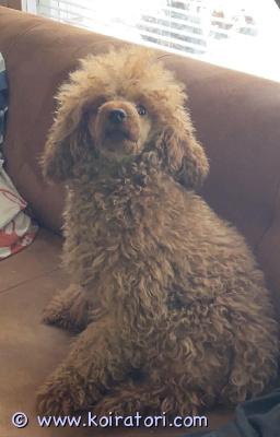 astutukseen kääpiövillakoira www.koiratori.com-ilmoitus Tarjotaan astutukseen keskikokoinen aprikoosi villakoira. Terve, kiltti, rodunomainen. Hyvä hermorakenne.  erittäin avoin, oppivainen ja energinen uros, joka tulee toimeen kaikkien kanssa. Arjessa rauhallinen ja helppo matkakumppani.kertamaksu: vaihtoehtoisesti voidaan sopia könttäsumma (esim. Yhden pennun hinta), rokotukset yms kunnossa ei fi rekisteröity