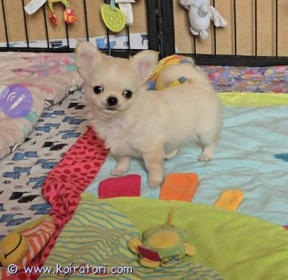 myydään chihuahua www.koiratori.com-ilmoitus Chihuahuan pentu, poika, minikoko, kermanvärinen, pitkät hiukset. Siirtyy uuteen kotiin mikrosirun, rokotusten ja eurooppalaisen eläinlääkäripassin kanssa. Lisätietoa, kuvia ja videoita yksityisviestillä tai whatsappilla. Maksullinen toimitus helsinkiin. Puhelin:+37258587448