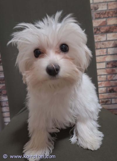 myydään Morkie(maltankoira x yorkshirenterrieri risteytys) www.koiratori.com-ilmoitus Aivan ihana, harvinaisempi, MORKIE rotuinen narttupentu Maija etsii kotia! Maija on syntynyt 25.11.2025 eli ikää on nyt 4kk. Maija on tosi pienikokoinen, kiltti ja rauhallinen tyttö. Maijan vanhemmat ovat terveet ja lempeäluonteiset. Yhdistelmän isä on yorkshirenterrieri ja emä on maltankoira. Maija on luovutuksessa heti. Morkie on rotuna kerrassaan hurmaava, sosiaalinen ja perhettään rakastava. Loistava perhe- ja seurakoira, mutta Maija pelkää pieniä lapsia. Maija on tottunut toisiin koiriin sekä kissaan. Maijalle etsitään ensisijaisesti siis aikuisten ihmisten kotia tai kotia, jossa ei ole enää taaperoikäisiä lapsia. Mikäli MORKIE on rotusi, pennunhankinta on varma ja Maijalle löytyy luotettava koti luotasi niin kerro jo ensimmäisessä yhteydenotossasi kodistasi, nimesi sekä numerosi. Ei osamaksumahdollisuutta. 