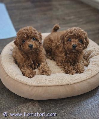 myydään kääpiövillakoira www.koiratori.com-ilmoitus Etsitkö rakastava, älykästä , kumppania ? meidän kääpiövillakoiran pennut sopivat täydellisesti. Vapaat enää 1 narttu ja 1 urospentu. Synty 3.2.2026, moneasti madotettu. Eläinlääkärin tarkastama, siru, eu passi. Annettu nelosrokote .rakkaudella ja huolella kasvatettu , he ovat leikkisiä , terveitä, valmiita oma koteihin. Vanhemmat puna ruskeita, terveitä, hyväluonteisia pikkukoiria, kysy lisä