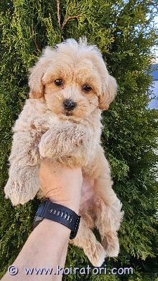 myydään maltipoo www.koiratori.com-ilmoitus Ihana, komea maltipoo f1, urospentu vapaana . Pentu on luovutusikuinen, moneasti madotettu, eläinlääkärin tarkastama, siru, eu passi. Annettu ensimmäinen rokotus. Vanhemmat kääpiövillakoira ja maltakoira , polvet kunnossa, myös sydä, hyväluonteiset, reippaita , kysy lisä