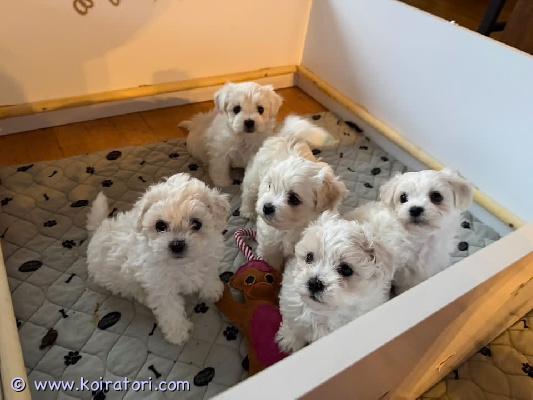 myydään maltese www.koiratori.com-ilmoitus Hei :)meille toivotetaan tervetulleeksi suloisia pieniä vanupalloja 11. Helmikuuta. Ne ovat valmiita muuttamaan kotiin noin 9. Huhtikuuta täytettyään 8 viikkoa.etsimme pienille omistautuneita ja pysyviä koteja. Ne kasvavat makuuhuoneessa ja olohuoneessa osana perhettämme. Ne sosiaalistetaan hyvin ja tottuvat sekä lapsiin että muihin koiriin ja kissoihin.kun ne muuttavat pois, niillä on oltava siru, terveystodistus, rokotukset ja kolme matoa ennen muuttoa.ne saavat myös pentupaketin ja lelun, jota ne voivat halata äidin tuoksun vaikutuksesta.sekä emo että isä ovat terveystarkastettuja, molemmat silmät, polvet, lonkat ja polvilumpio tarkastettu, ja cotonit ovat terveitä.jos olet kiinnostunut pennusta itsellesi ja perheellesi, lähetä viesti.