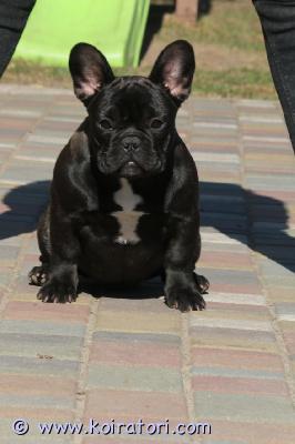 myydään ranskis www.koiratori.com-ilmoitus Kaunis 6 kk narttu etsii kotia.valkovenäjällä kennel( ranskis, ensku) uros  7 kk -750€ , näyttelykoira ja narttu 6 kk ( kuvassa)  . Hinta 600€ per koira + toimitus suomeen 1000, halvempi toimitus viroon 750€  ( tulli maksu, rabies testi, rekistroiti) . Tutustu ensin omistajan sivuhttps://www.facebook.com/pononarishka ja voit kirjoittaa suoraan olgalle tai minulle wa 040-3200-116varausmaksu on , kuljetusfirman tilille!hinta: 1650paikkakunta: brest( valko venäjä)ilmoittaja: olga ponomarevapuhelin: 0403200(116)Minun wa ( suomeksi) 