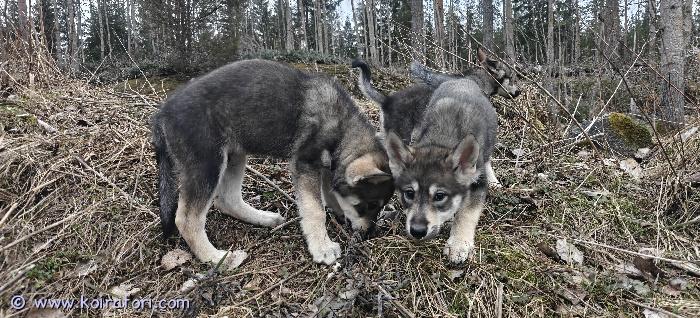 myydään sekarotuinen www.koiratori.com-ilmoitus 24.1.26 suomessa syntyneet urospennut. Eläinlääkärin pentutarkastus tehty ja mikrosirut laitettu 9.3.26. Madotettu 2,4,6 ja 8 viikon iässä. aktiivisia ja reippaita pentuja. 4 urospentua vapaana. Emä puhdasrotuinen metsästyskäytössä oleva koira ja isä sekarotuinen, jossa useampaa rotua.ei kerrostaloon ja ei ensimmäiseksi koiraksi.
