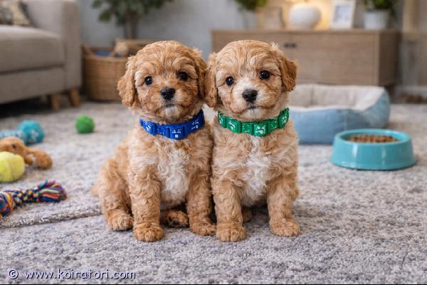 MYYDääN cavapoo www.koiratori.com-ilmoitus Myydään 2 urospentua. Luovutus 29.3.pennut on madotettu 4 kertaa, rokotettu, mikrosirutettu ja niillä on valmiit passit. Ne ovat sosiaalisia ja ihmisiä rakastavia pieniä poikia, jotka etsivät nyt omaa rakastavaa kotiaan,kuljetus suomeen sopimuksen mukaan.kysy rohkeasti lisää kuvia pennuista ja kerro, millainen koti sinulla olisi tarjota.ota yhteyttä whatsappissa – puhun suomea +37254664 888