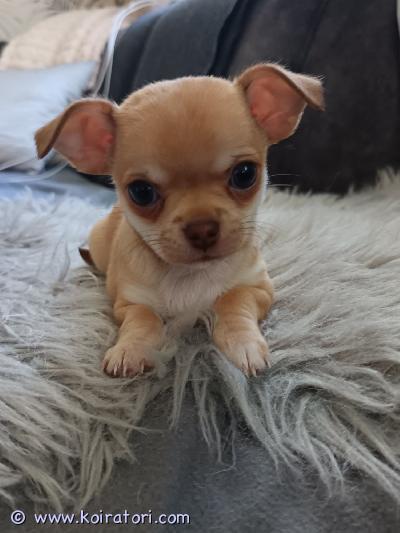 myydään chihuahua www.koiratori.com-ilmoitus Myydään 5.2.26 syntynyt narttupentu. Pentu on erittäin vilkas ja sosiaalinen. Madotettu 2 vkon välein. Eläinlääkäri tarkistanut ja siruttanut pennun.Vanhemmat perheen omia koiria. Pentua saa tulla katsomaan raaseporiin. Kerrothan millaiseen perheeseen pentu on tulossa.