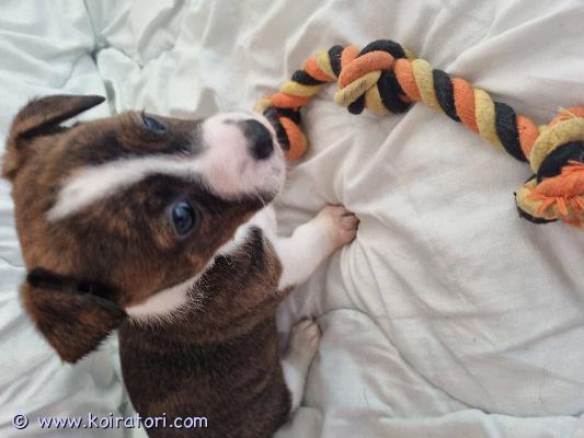 myydään sekarotuinen www.koiratori.com-ilmoitus Vielä tyttöpentu varattavissa peruutuksen vuoksi. Pentu 3/4 jackrusseli, pieni osa corgia. Matalaksi jää. Luovutus. Alk. 15.4. Eläinlääkärin tarkastamana ja sirutettuna. Oikein reipas pentu.