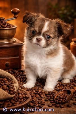 myydään chihuahua www.koiratori.com-ilmoitus Chihuahua-pentu etsii rakastavaa kotiamyynnissä pitkäkarvainen chihuahua-uros, valko-ruskea väritys.syntynyt: 29.1.penttu on mikrosirutettu, rokotettu iän mukaisesti ja hänellä on eu-lemmikkipassi.hän on iloinen, leikkisä ja sosiaalinen pieni koira, joka rakastaa ihmisten seuraa ja sopii erinomaisesti perheenjäseneksi.valmis muuttamaan uuteen, huolehtivaan kotiin.mahdollisuus maksulliseen kuljetukseen helsinkiin.lisätietoja, kuvia ja videoita saatavilla yksityisviestillä tai whatsappissa: +37258587448