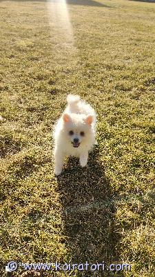 myydään pomerian www.koiratori.com-ilmoitus Lumi on 5.1 syntynyt reipas ja leikkisä pomeranian-tyttö. Rokotukset ja muut ovat kunnossa. Etsii rakastavaa ja vastuullista kotia.ota yhteyttä ja kysy lisää!