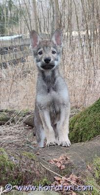 myydään susikoira www.koiratori.com-ilmoitus Omistajalle eli minulle sattuneen äkillisen ja vakavan onnettomuuden vuoksi myydään mahdollisimman nopeasti uuteen kotiin suomessa 03.02.2026 syntynyt tšekkoslovakian susikoiran urospentu joka on täysin terve, sirutettu, madotettu, eläinlääkärin tarkastama, ostettu vastuulliselta ja kokeneelta kasvattajalta. pentu pitää olla kokonaisuudessaan maksettu ennen kuin se uuteen kotiin lähtee ( yleinen ehto ) pennusta tehdään vapaamuotoisesti kirjoitettu luovutussopimus minun ja uuden omistajan välillä.Asiasta keskusteltu tänään ( 5.4.2025 ) kasvattajan kanssa ja hänen yhteystietonsa voin luovuttaa myös heti kun mahdollinen ostaja on ollut minuun ensin yhteydessä. pennun mukana tulee ( ilmaiseksi ) säädettävä pentupanta, flexi, isompi panta kasvua varten, lelu, sekä makuualusta, ohjeet pennun ruokailuun sekä eläinlääkärin terveystodistus kaikkine lakisääteisine tietoineen ) kiinnostuneet voivat ottaa suoraan yhteyttä, annan lisätietoja puhelimitse. pennun haku keski - suomesta ostajalla, itsellä ei mahdollisuutta kuljetukseen tällä hetkellä. pennun hinnasta voidaan myös hieman neuvotella uuden ostajan kanssa myynnin syyn kiireellisyyden vuoksi.