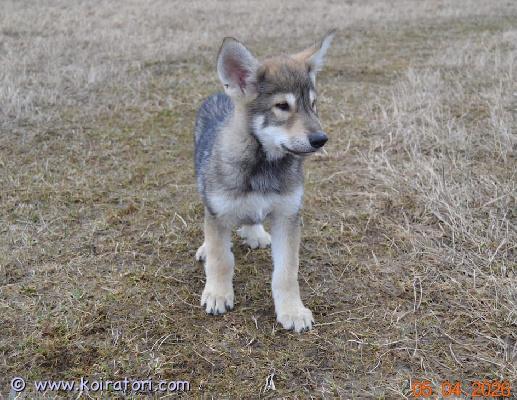myydään susikoira www.koiratori.com-ilmoitus Tälläinen sinna tyttö etsii hyvää kotia arktisiin ja alkukantaisiin koiriin perehtyneeseen perheeseen. Parhaiten sopii maalle okt. Syntynyt 30.01.2026 ja luovutusikäinen 7vk 20.03.2026. Emä ja muita sukulaisia nähtävissä. Erittäin hyväluonteinen ja reipas pentu. Pentu on luovutusiässä kolmesti madotettu, sirutettu ja eläinlääkärin tarkastuksessa käynyt ym. Vanhemmat ovat luustokuvattuja (lonkat, kyynärpäät ja selkä), emällä (susikoira) embarkvet dna testi tehty ja isällä (pitkäkarvainen valkoinenpaimenkoira) koko genetics dna testi tehty.laita viestiä numeron kera ja kerro vähän millainen koti olisi tarjota jne.