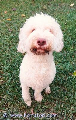 myydään italianvesikoiralagottoromagnolo www.koiratori.com-ilmoitus Astutukseen tarjotaan lagotto romagnolo italian vesikoira. Mahdollista tavata varsinais-suomen alueella. Terve hyväluontoinen uros. Lonka a/a. Hyppy 300 ja kaksi hyppyä 380. Ei erillisiä pentuemaksuja. Jos jää tyhjäksi, saa kokeilla uudelleen. Ota rohkeasti yhteyttä riittaniemin@gmail.com 