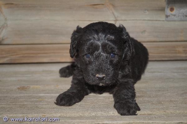 myydään Scnoodletytöt www.koiratori.com-ilmoitus Suomessa 6.3.2026 syntyneet schnoodlepennut varattavissa! Jäljellä kaksi narttupentua. Pentujen odotettavissa oleva aikuiskoko on noin kahdeksan kiloa. Pennuissa on 1/4 snautseria ja 3/4 villakoiraa; pentujen emä on schnoodle (kääpiösnautseri x keskikokoinen villakoira) ja isä kääpiövillakoira. Schnoodlea pidetään allergiaystävällisenä yhdistelmänä. Pennut luovutetaan 24.4.2026 jälkeen eläinlääkärin tarkastamina ja mikrosiruttamina, rekisteröityinä sekä useaan kertaan madotettuina.Pentuihin pääsee tutustumaan sopimuksen mukaan, molemmat vanhemmat (ja emän vanhemmatkin) nähtävillä. Pennut tottuvat meillä toisiin koiriin ja lapsiin, ne ovat käytännössä myös sisäsiistejä luovutusikäisinä, koska niiden kanssa harjoitellaan ulkoilua hyvin pienestä pitäen.Pennun hinta on 1800 €, josta varausmaksu on 400 €. Varausmaksua ei palauteta, mikäli ostaja peruu kaupan.Kasvatustoimintamme on yritysmuotoista, joten ostamalla pennun meiltä turvanasi on kuluttajansuoja. Lisäksi tiedät, että kasvatus on vastuullista ja verot yritystoiminnasta maksetaan Suomeen.Valitettavasti emme ennätä vastailla yksittäisiin lisäkuvapyyntöihin, mutta lisäilemme kuvia kotisivuillemme pentujen kasvaessa. Olet myös tervetullut tutustumaan pentuihin ja vanhempiin miltei koska tahansa!Tutustu kotisivuihimme (siellä myös lisäkuvia) ja ota yhteyttä ensisijaisesti puhelimitse tai sähköpostitse.