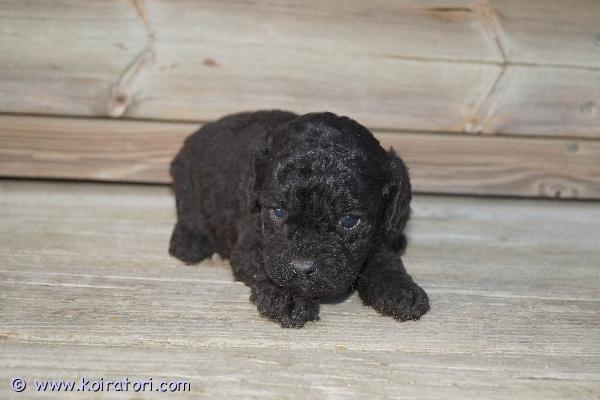 myydään Cockapoo www.koiratori.com-ilmoitus Suomessa 9.3.2026 syntyneet cockapoopennut varattavissa! Jäljellä yksi narttu- ja kaksi urospentua. Pentujen odotettavissa oleva aikuiskoko on noin seitsemän-kahdeksan kiloa. Pennuissa on 1/4 amerikancockerspanielia ja 3/4 villakoiraa; pentujen emä on cockapoo (amerikancockerspanieli x keskikokoinen villakoira) ja isä kääpiövillakoira. Cockapoota pidetään allergiaystävällisenä yhdistelmänä.Pennut luovutetaan 27.4.2026 jälkeen eläinlääkärin tarkastamina ja mikrosiruttamina, rekisteröityinä sekä useaan kertaan madotettuina.Pentuihin pääsee tutustumaan sopimuksen mukaan, molemmat vanhemmat (ja emän vanhemmatkin) nähtävillä. Pennut tottuvat meillä toisiin koiriin ja lapsiin, ne ovat käytännössä myös sisäsiistejä luovutusikäisinä, koska niiden kanssa harjoitellaan ulkoilua hyvin pienestä pitäen.Pennun hinta on 2000 €, josta varausmaksu on 400 €. Varausmaksua ei palauteta, mikäli ostaja peruu kaupan.Kasvatustoimintamme on yritysmuotoista, joten ostamalla pennun meiltä turvanasi on kuluttajansuoja. Lisäksi tiedät, että kasvatus on vastuullista ja verot yritystoiminnasta maksetaan Suomeen.Valitettavasti emme ennätä vastailla yksittäisiin lisäkuvapyyntöihin, mutta lisäilemme kuvia kotisivuillemme pentujen kasvaessa. Olet myös tervetullut tutustumaan pentuihin ja vanhempiin miltei koska tahansa!Tutustu kotisivuihimme (katso sieltä lisäkuvia) ja ota yhteyttä ensisijaisesti puhelimitse tai sähköpostitse.