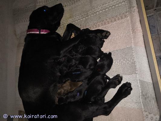 myydään labradorinnoutaja www.koiratori.com-ilmoitus Käyttölinjaiset labbispennut. Myydään sirutettuina, madotettuina ja ell:n tarkastamina. Mustia, syntyneet 30.3.