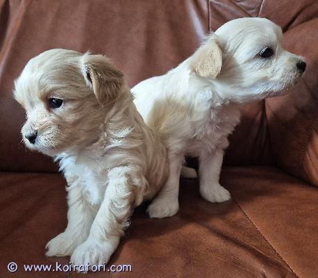 myydään Chinpoo  www.koiratori.com-ilmoitus Sosiaaliset ja reippaat chinpoo pennut (1/4 japanese chin, 3/4 kääpiövillakoira) luovutusiässä vapun tienoilla. Pennut ovat syntyneet 7.3.26 suomessa. Koko aikuisena noin 3-5kg ja 30-35cm. Luovutetaan ell tarkastamina, madotettuina ja sirutettuina. Pentujen isä on puhdas kääpiövillakoira(4kg) ja emä 1/2 japanese chin 1/2 kääpiövillakoira (4kg). Pennut ovat tottuneet käsittelyyn ja kaikenikäisiin lapsiin. Lisää kuvia ja videoita mahdollista lähettää esim whatsappiin. Tiedustelut ensin sähköpostilla. Kerrothan viestissä millaiseen kotiin pentua etsit.Ei osamaksua. Varausmaksu. Asumme Oulun lähellä.Tuonti mahdollista. 