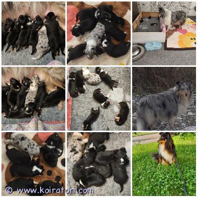 MYYDääN sheltie www.koiratori.com-ilmoitus The kennel is now accepting reservations for shetland sheepdog puppies born on march 21, 2026. Three tricolor girls, three tricolor boys, and one blue merle boy.they will be ready to go to their new families in mid-may.each puppy will have an ekl/fci pedigree, a european passport, a microchip, age-appropriate vaccinations, and a sales contract.the parents are show dogs and have been health tested.i have whatsapp and viber.kennel ottaa nyt vastaan varauksia shetlanninlammaskoiran pennuille, jotka ovat syntyneet 21. Maaliskuuta 2026. Kolme tricolor-tyttöä, kolme tricolor-urosta ja yksi blue merle uros.ne ovat valmiita muuttamaan uusiin koteihinsa toukokuun puolivälissä.jokaisella pennulla on ekl/fci-sukupuu, eurooppalainen passi, mikrosiru, ikätasoiset rokotukset ja kauppakirja.vanhemmat ovat näyttelykoiria ja heille on tehty terveystarkastuksia.minulla on whatsapp ja viber.