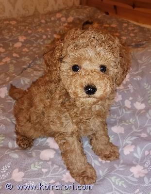 myydään villakoira www.koiratori.com-ilmoitus Manu on uros, syntynyt 15. Helmikuuta. Hän on valmis muuttamaan uuteen kotiinsa 13. Huhtikuuta 8 viikon ikäisenä. Hänellä on europassi, mikrosiru, ekinokokki, eläinlääkärintarkastus ja terveystodistus. Hän on sosiaalistettu ja älykäs. Hän sopii lapsiperheeseen. Kauppakirja. äidin hartiakorkeus on 25 cm, isän hartiakorkeus 28 cm.