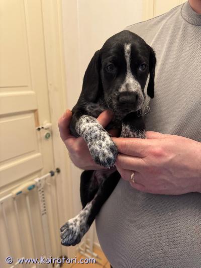 myydään sekoituspennut www.koiratori.com-ilmoitus Myydään kahden rodun sekoitus pennut. 28.02.2026 syntyneet sekarotuiset pennut etsivät uusia koteja, vapaana 4 narttua ja 1 uros. Pennut luovutetaan 8 viikon iässä alkaen 25.04.2026. Ennen luovutusta pennut käyvät eläinlääkärin tarkastuksessa mistä jokainen saa oman todistuksen, samalla reissulla pennut sirutetaan. Varausmaksu 100€ jota ei palauteta ostajan peruessa kaupat. Lisätiedot pennuista ja vanhemmista yksityisesti